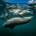 Dolphin in Marsa Alam