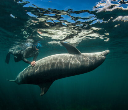 Dolphin in Marsa Alam