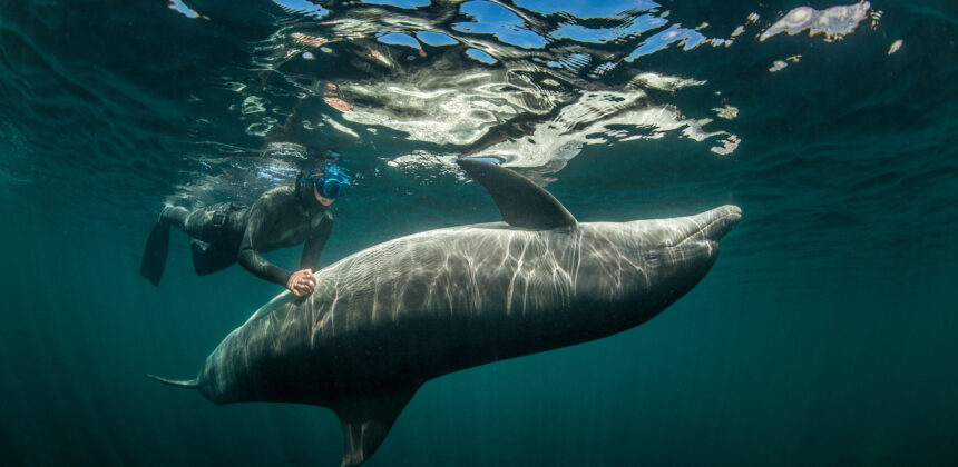 Dolphin in Marsa Alam