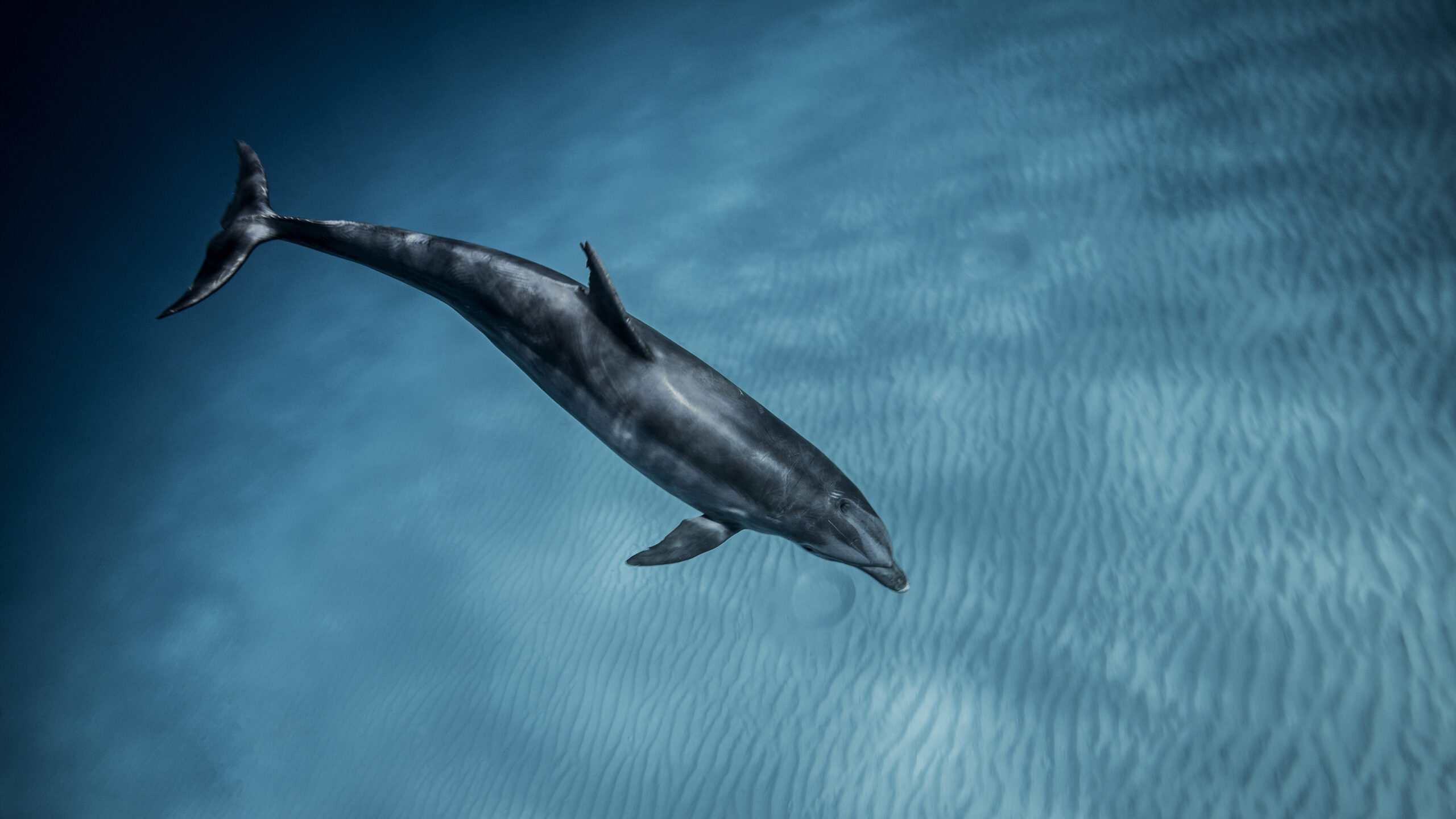 Dolphin in Marsa Alam